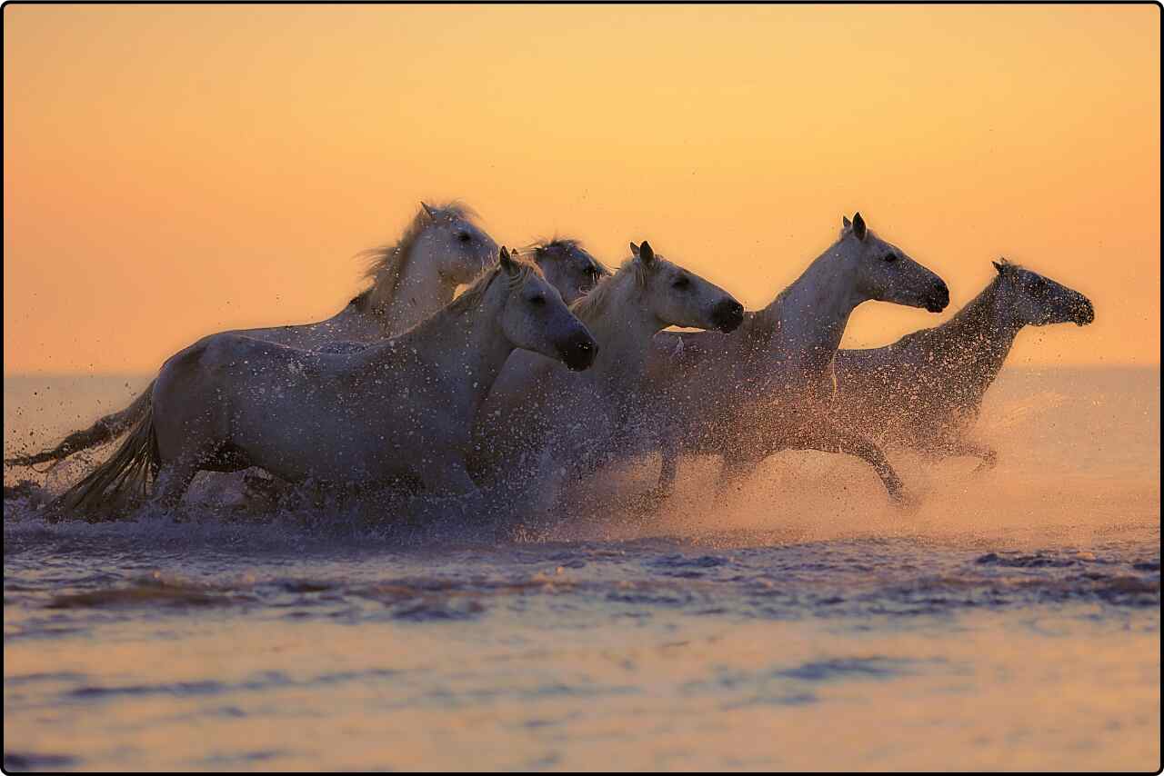 A captivating sight of horses racing through a watery landscape.